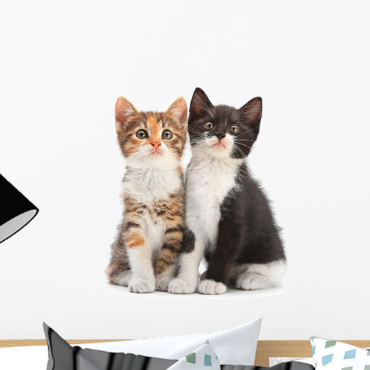 Two Kitten Sitting Wall Decal