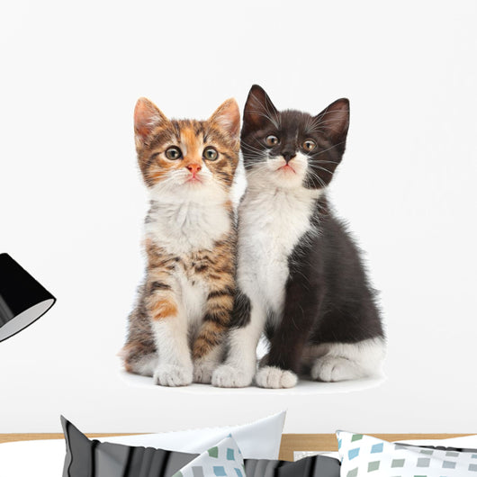Two Kitten Sitting Wall Decal