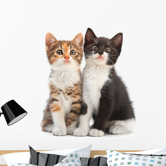 Two Kitten Sitting Wall Decal