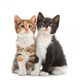 Two Kitten Sitting Wall Decal