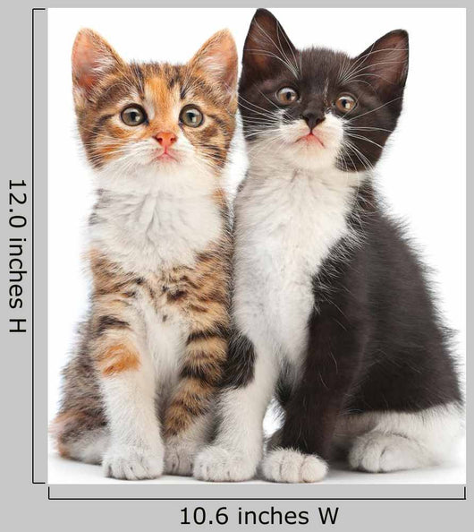 Two Kitten Sitting Wall Decal