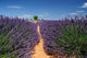 Lavender Field Plateau Valensole