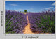 Lavender Field Plateau Valensole