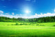 Field Grass and Perfect