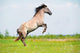 Rear Free Horse Field Wall Mural