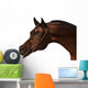 Purebred Arabian Horse Isolated Wall Decal