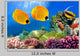 Masked Butterfly Fish