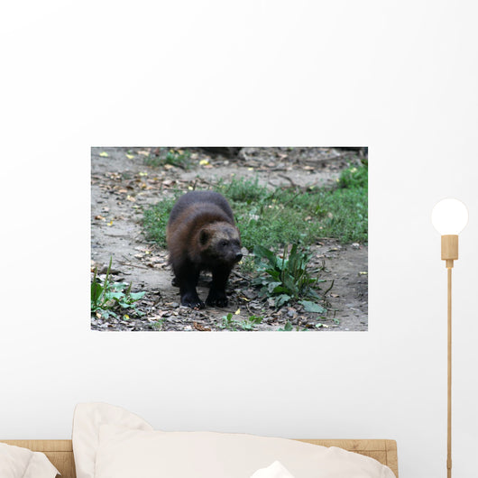 Vielfra Wall Mural
