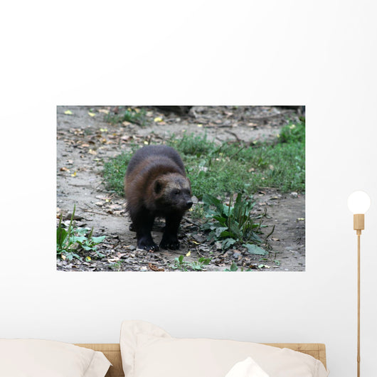 Vielfra Wall Mural