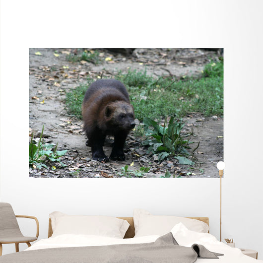 Vielfra Wall Mural