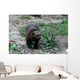 Vielfra Wall Mural