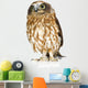 Posing New Zealand Owl Wall Decal