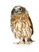 Posing New Zealand Owl Wall Decal