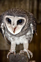 Greater Sooty Owl Endangered