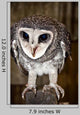 Greater Sooty Owl Endangered
