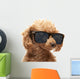Red Toy Poodle  in the sunglass Wall Decal