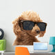 Red Toy Poodle  in the sunglass Wall Decal