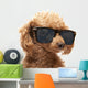Red Toy Poodle  in the sunglass Wall Decal