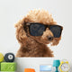 Red Toy Poodle  in the sunglass Wall Decal