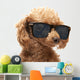 Red Toy Poodle  in the sunglass Wall Decal