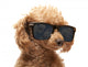Red Toy Poodle  in the sunglass Wall Decal