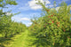 Apple Orchard Wall Mural