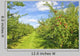 Apple Orchard Wall Mural