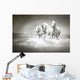 Herd White Horses Running
