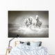 Herd White Horses Running