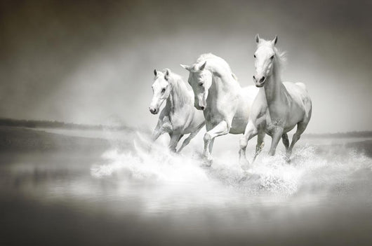 Herd White Horses Running