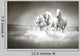 Herd White Horses Running