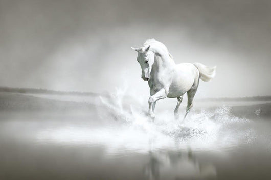 White horse running through water Wall Mural
