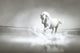 White horse running through water Wall Mural