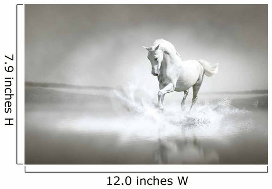 White horse running through water Wall Mural
