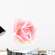 soft pink rose Wall Mural
