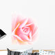 soft pink rose Wall Mural