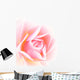 soft pink rose Wall Mural