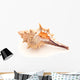 Seashell on white Wall Decal
