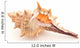 Seashell on white Wall Decal