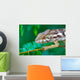 wild chameleon, madagascar Wall Mural