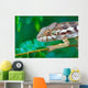 wild chameleon, madagascar Wall Mural