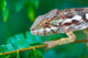 wild chameleon, madagascar Wall Mural