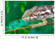 wild chameleon, madagascar Wall Mural