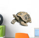 Pet Portrait Giant Tortoise