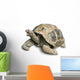 Pet Portrait Giant Tortoise