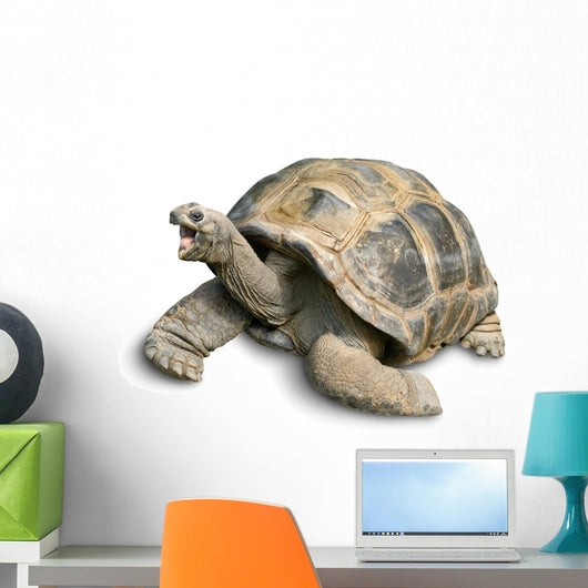 Pet Portrait Giant Tortoise