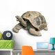 Pet Portrait Giant Tortoise