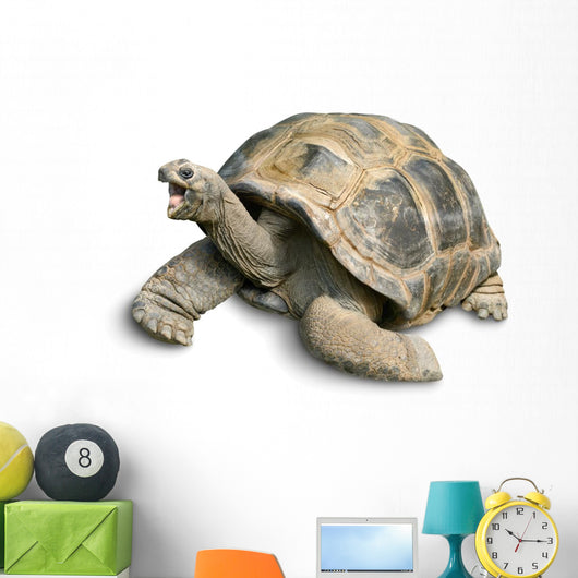 Pet Portrait Giant Tortoise