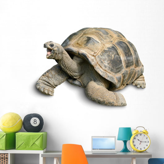 Pet Portrait Giant Tortoise