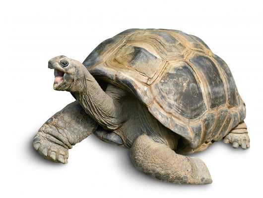 Pet Portrait Giant Tortoise